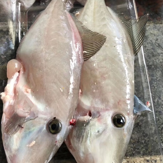 饶平县剥皮鱼干 本港鲜活剥皮鱼  又名迪仔  扒皮鱼