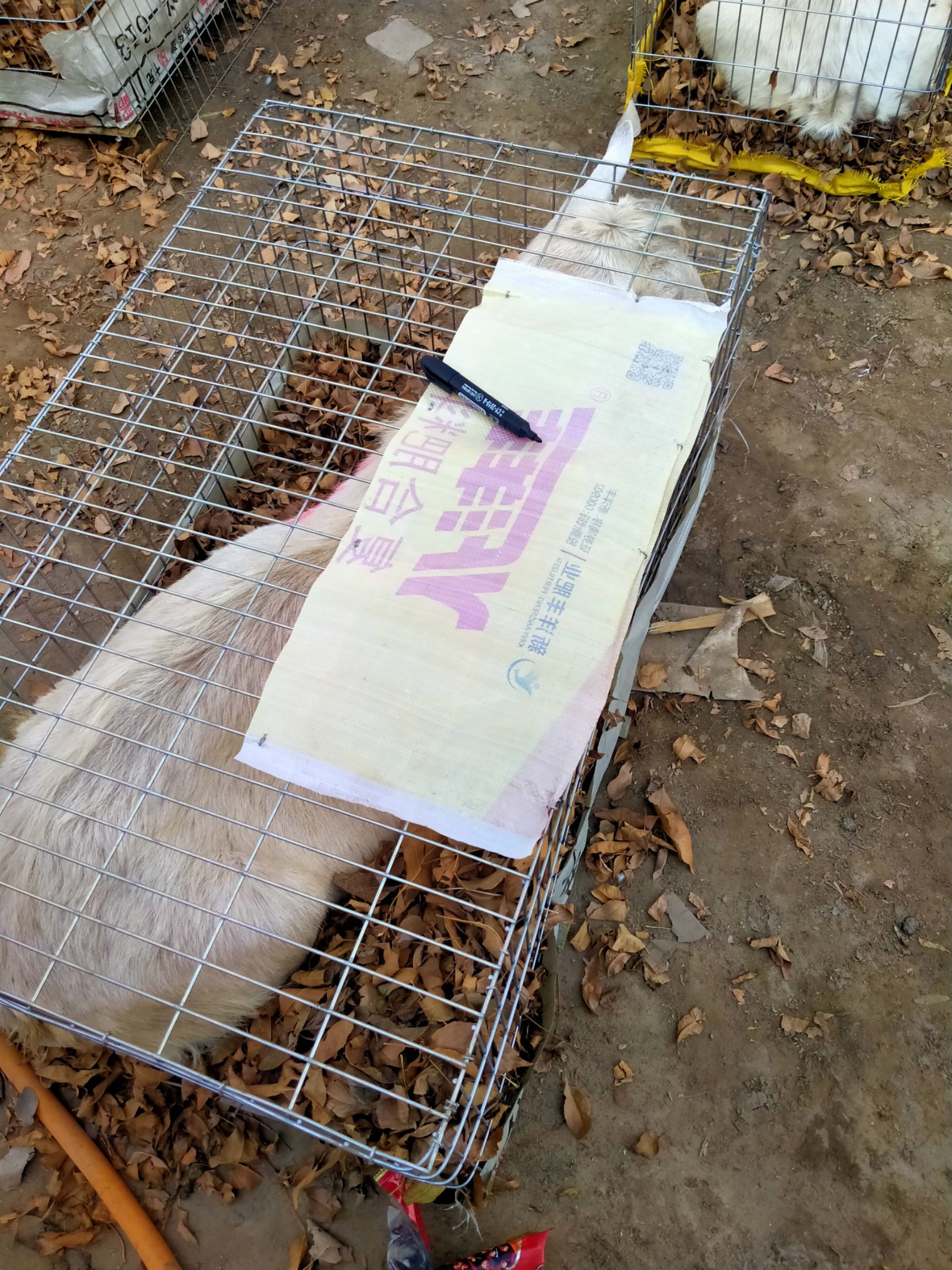  奶山羊，正产奶的山羊运费每只加二百