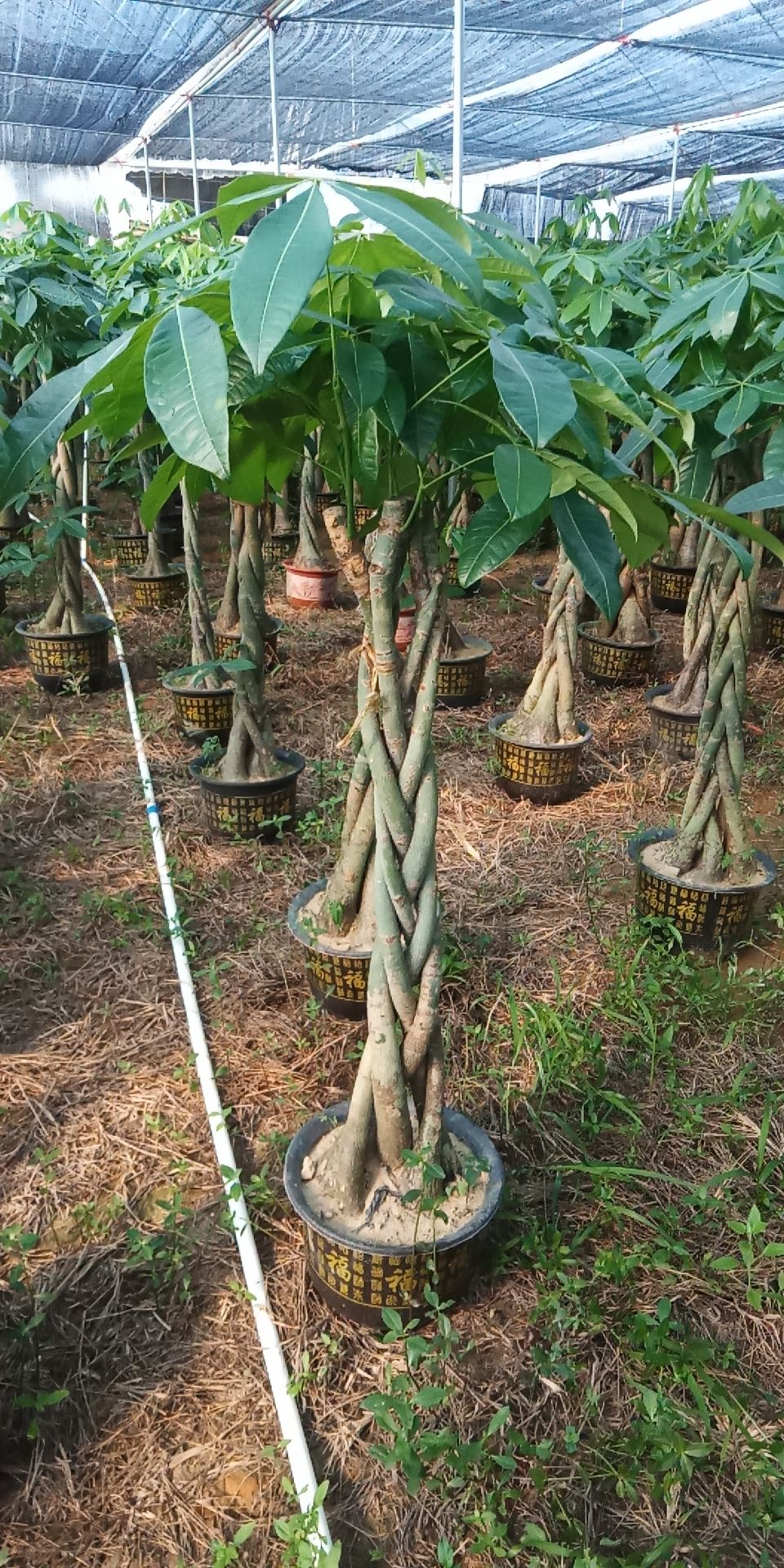 辫子发财树 较结实的靓五辨