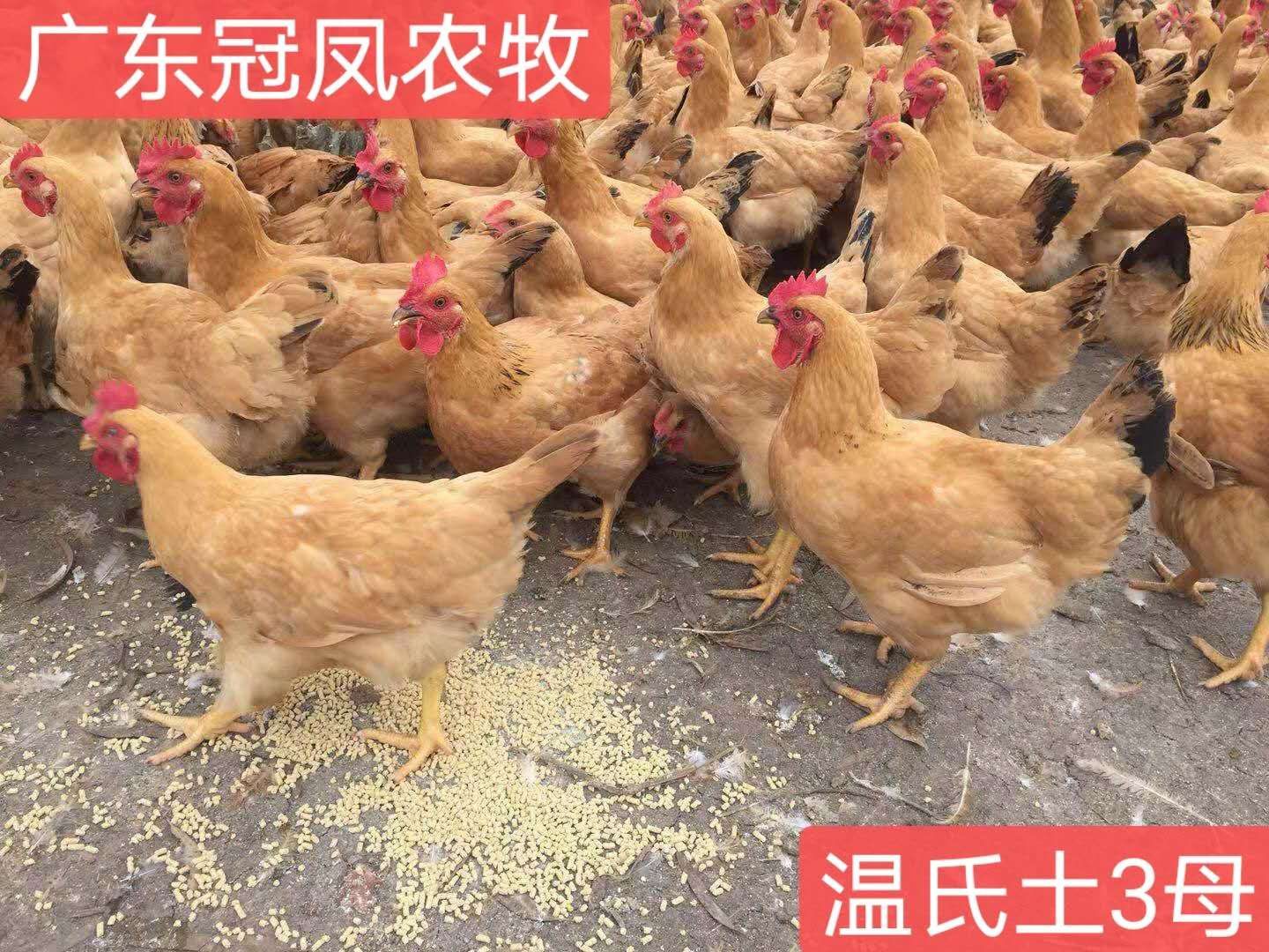 三黄鸡苗 温氏土三母