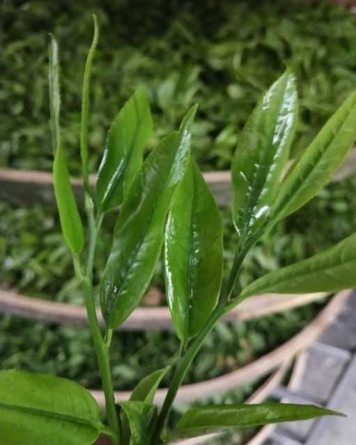 连南县高山野生茶 纯野天然，