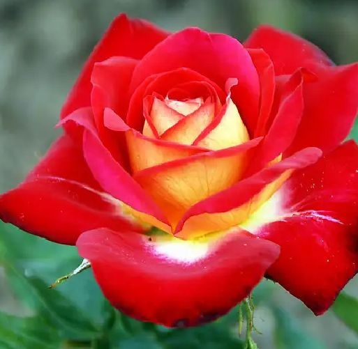 【多色可选】四季花卉植物玫瑰花室内外欧洲月季果汁阳台盆栽包