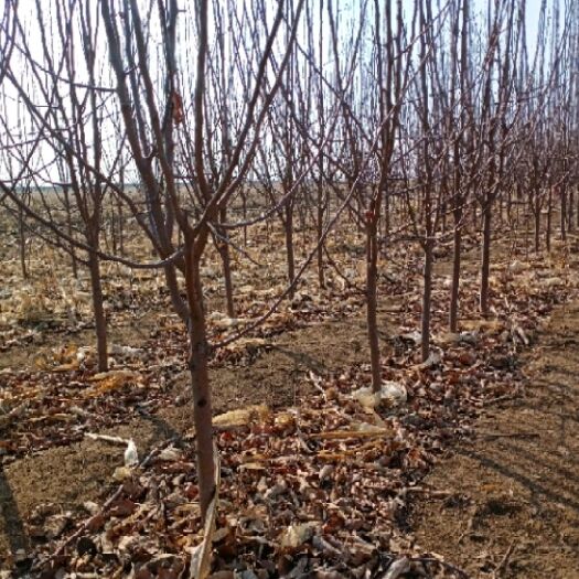 武陟县苹果树苗 辛欣苗圃出售大量果树苗，绿化苗