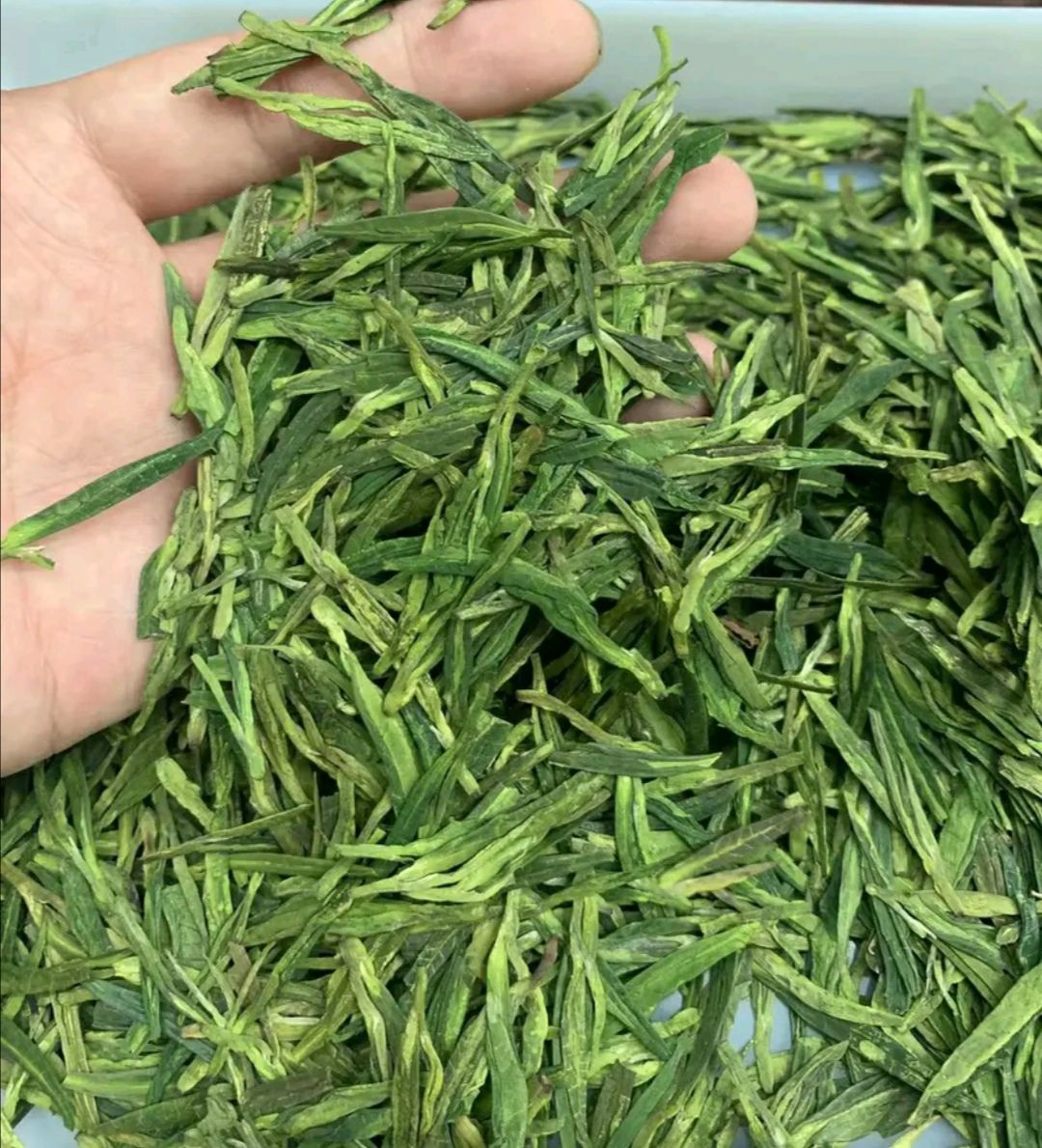  开春绿茶，品质保证，手工采摘，