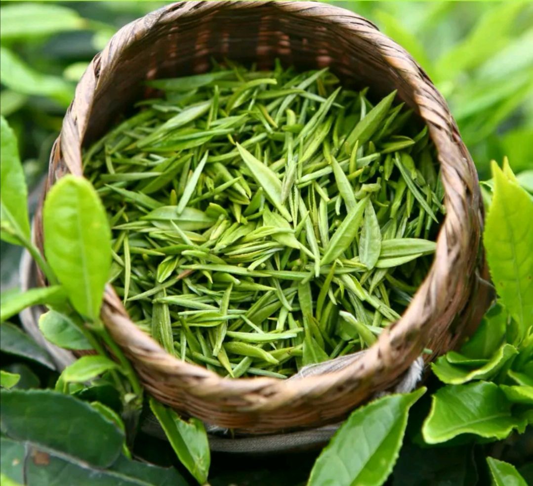  开春绿茶，品质保证，手工采摘，