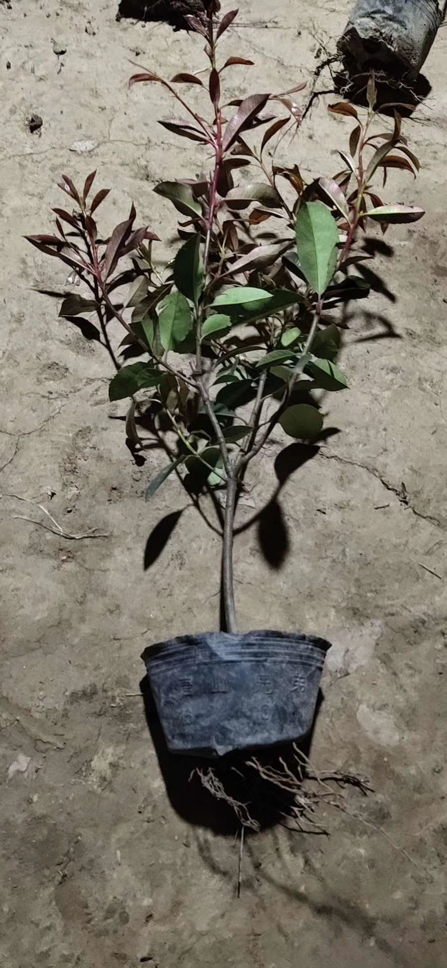 各种规格红叶石楠球工程苗批发零售