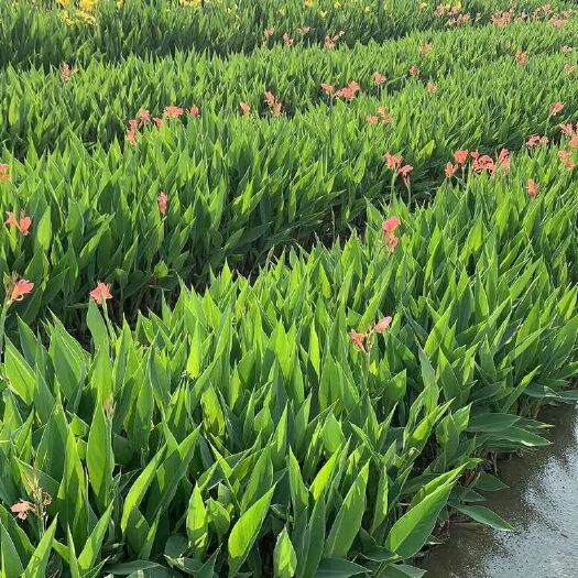 东莞市 水生美人蕉  基地直供  绿化工程袋苗 大量现货