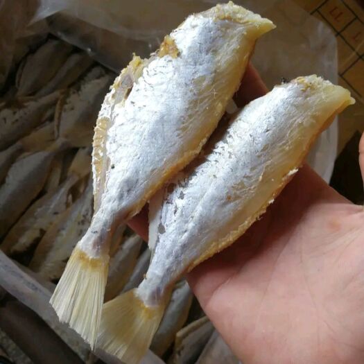 北海 剥皮咸鱼，大眼鸡鱼干。
