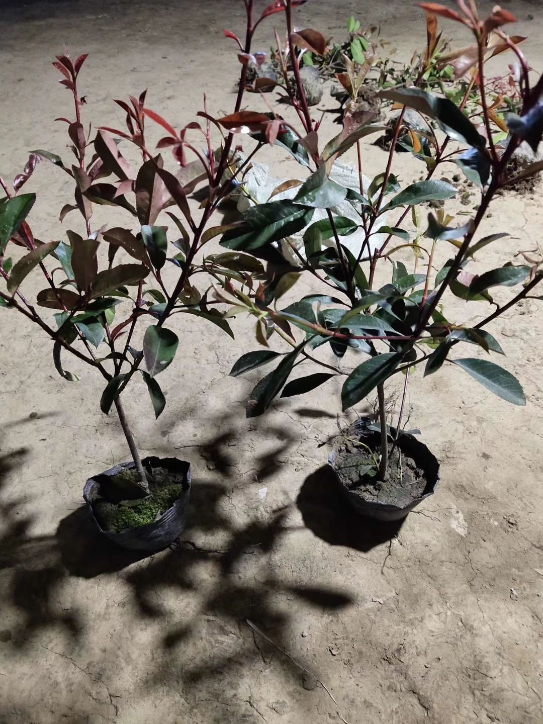 各种规格红叶石楠球工程苗批发零售