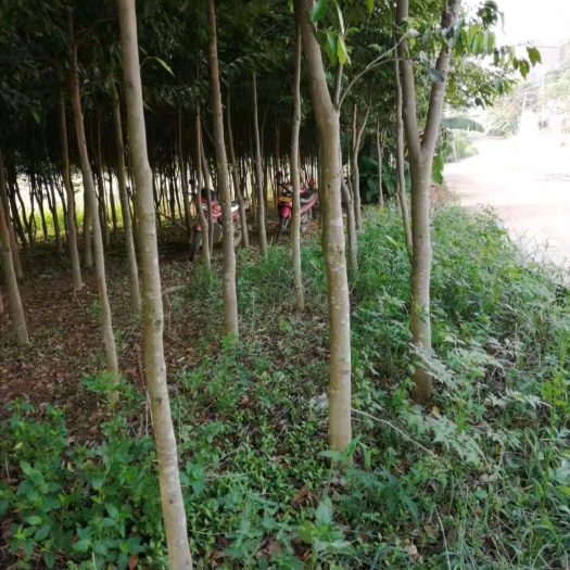 南宁奇楠沉香树  价急，量大从优