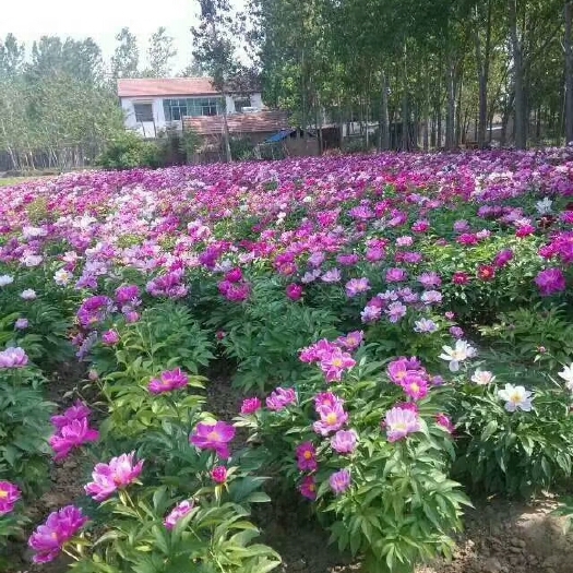 菏泽赤芍花 0.5米以下 2cm以下