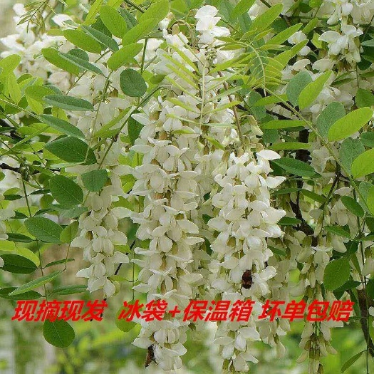 沂源县 2020新鲜槐树花3斤包邮支持一件代发