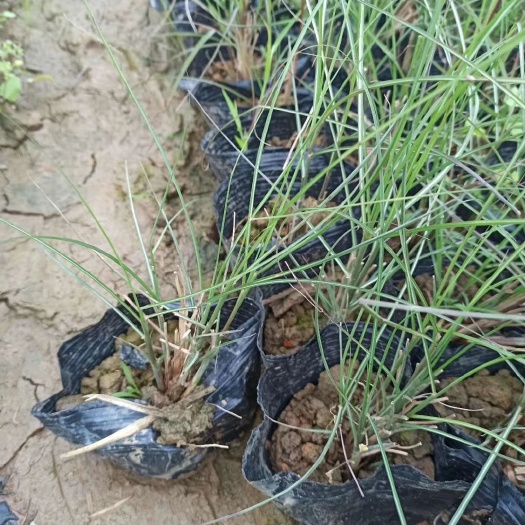 东莞市 细叶芒  基地直供  园林绿化工程袋苗  大量优质苗现货