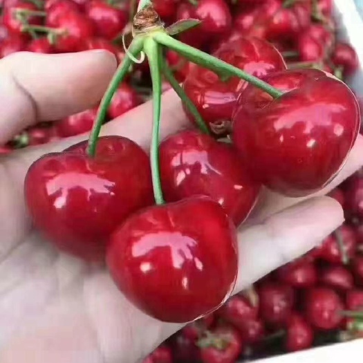 泰安红灯樱桃 红灯，果园现摘现发货，肉多可口，种类齐全！