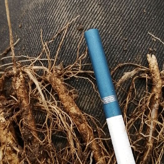 清原县白鲜皮苗