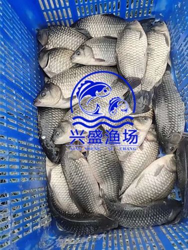 北京 优质大鲫鱼大量出售