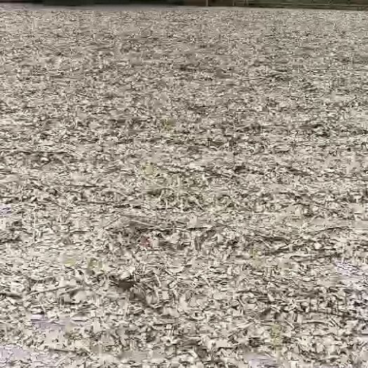 博白县长期大量三丫苦大货