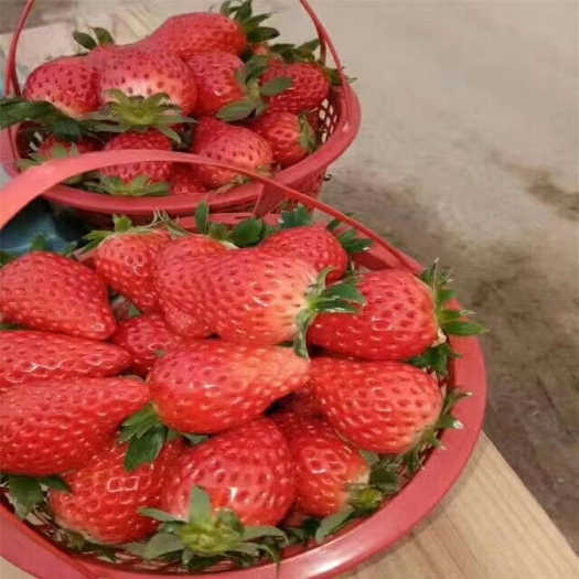 平邑县甜宝草莓苗  顺丰包邮纯正品种有红颜。章记。桃薰。美白姬。白雪公主