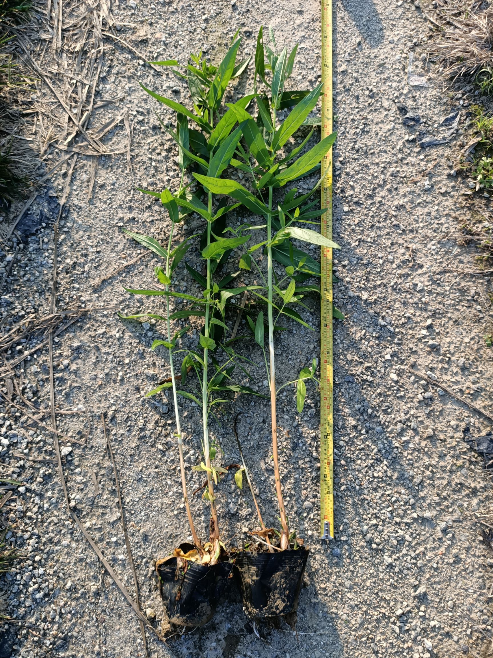  千屈菜  基地直供  园林绿化工程袋苗  大量优质现货