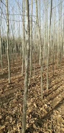 武陟县速生法桐 辛欣苗圃出售精品树苗