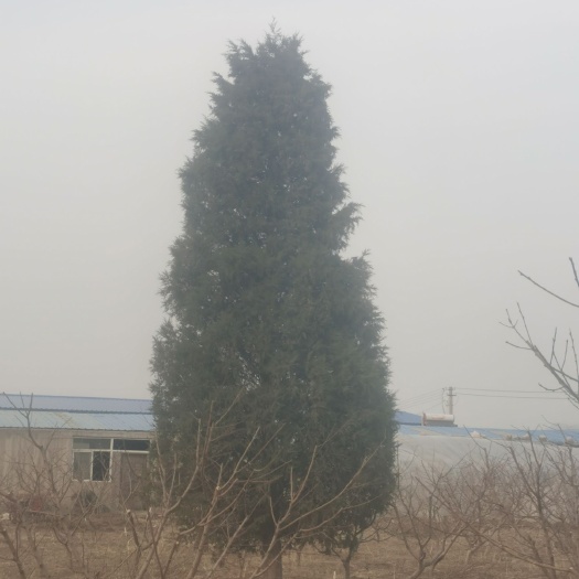 兴城市塔柏树苗 25年北京快柏树  树高5米多  树杆30厘米形状好就三棵