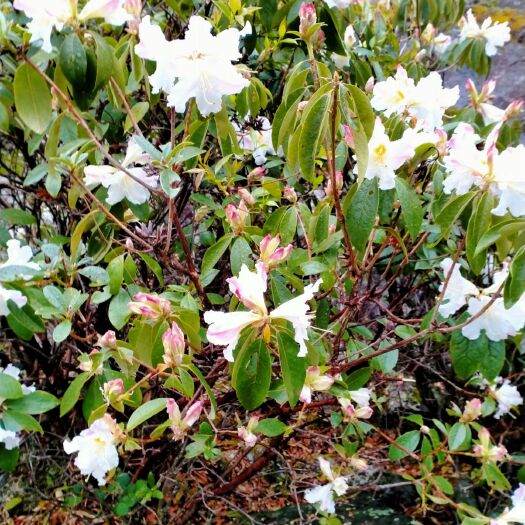 云龙县 存杜鹃花