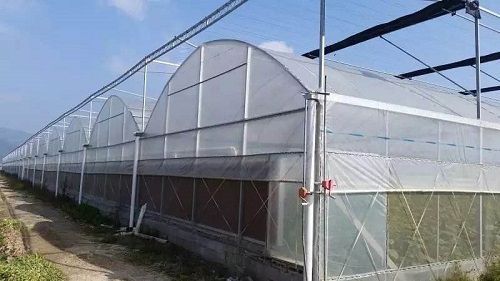 青州市连栋棚 连栋大棚