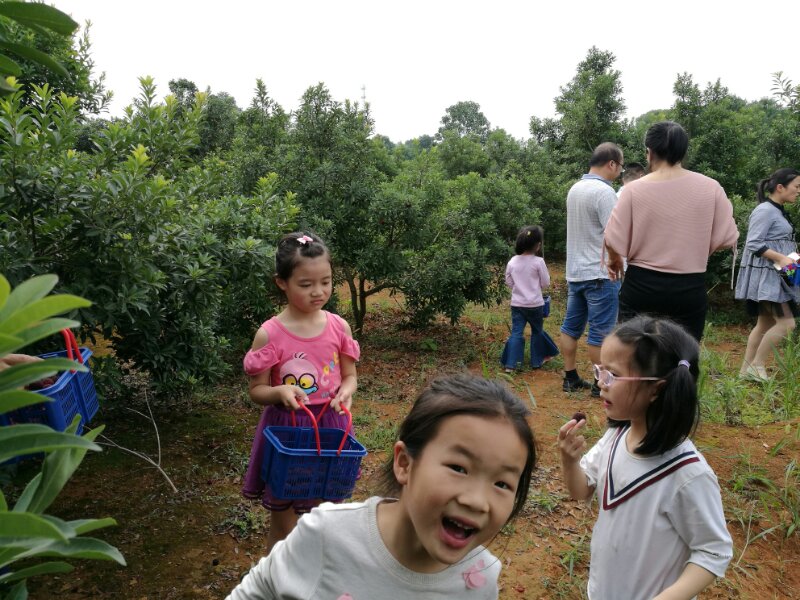 东魁杨梅  宁乡花明楼百亩乌梅基地