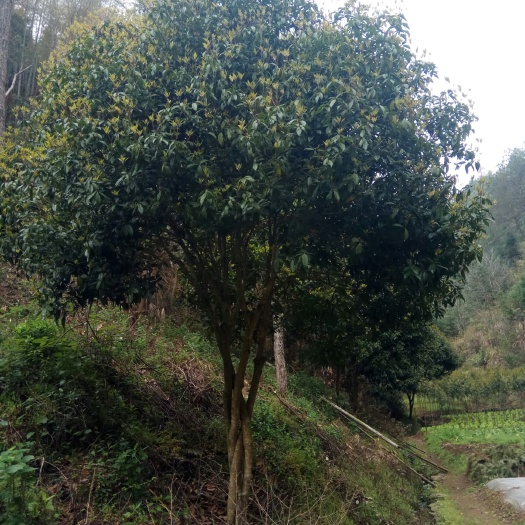 崇阳县八月桂 咸宁红桂，大量供应