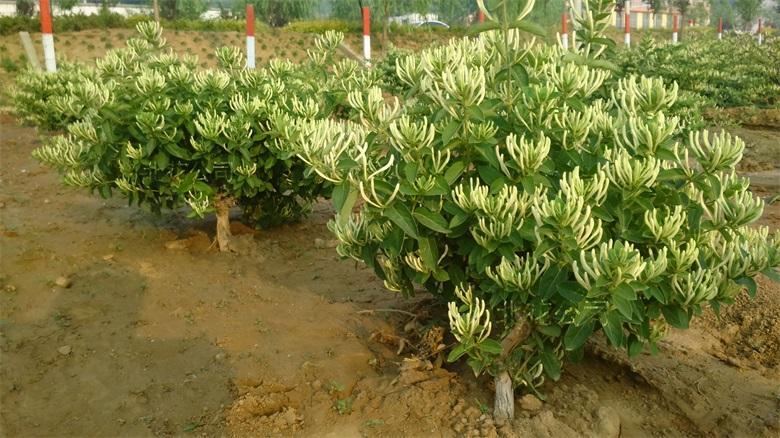 平邑县 北花一号  九峰等金银花苗