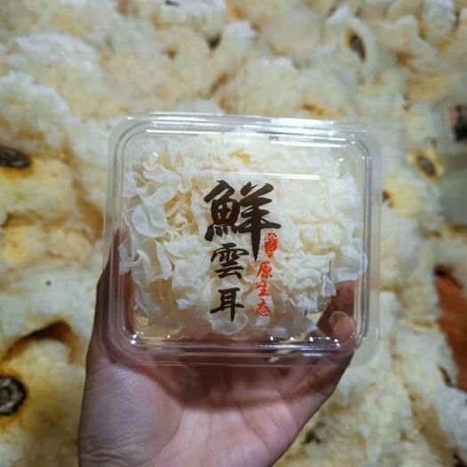 上海 【古田鲜银耳】