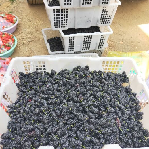 德昌县 大凉山德昌桑葚