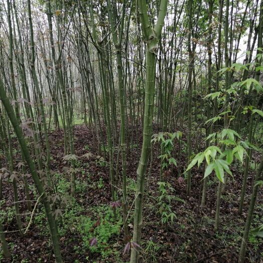 桂阳县青枫