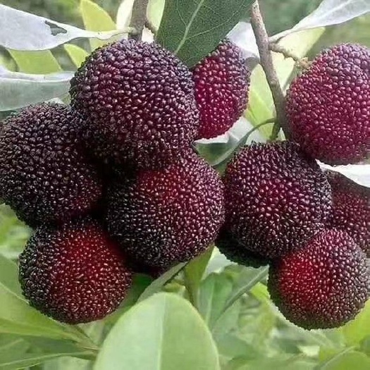 灵山县东魁杨梅树苗 东魁杨梅果苗。
