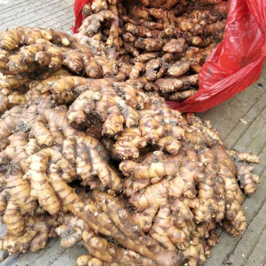 邵阳小黄姜 6两以上 带土