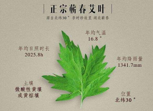 蕲春县 蕲艾，干艾叶，鲜艾叶，高质量，杂杆少，大货批发