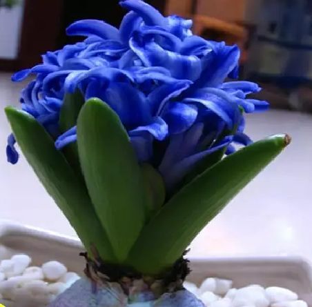 宿迁风信子种球  洋水仙易活土培水培植物绿植花海盆栽室内外种植