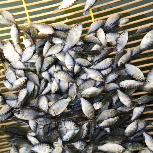 南宁 本苗场长期供应各种快大淡水养殖鱼苗，足数供应，价格合理。