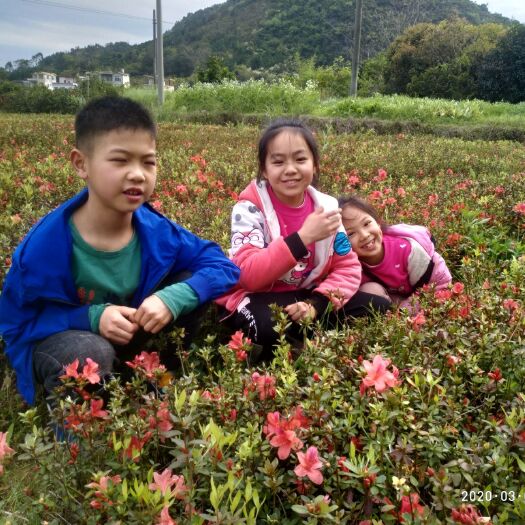 杜鹃苗  映山红0.5以下，春鹃苗。