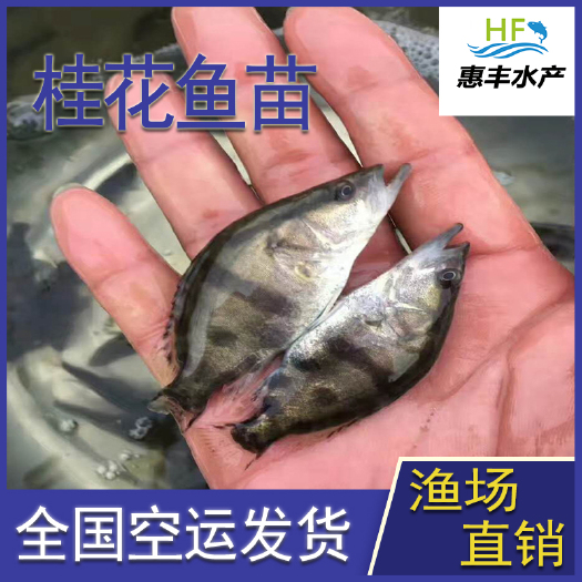 广州 挂花鱼苗  优质快大   翘嘴鳜鱼苗    全国统一发货