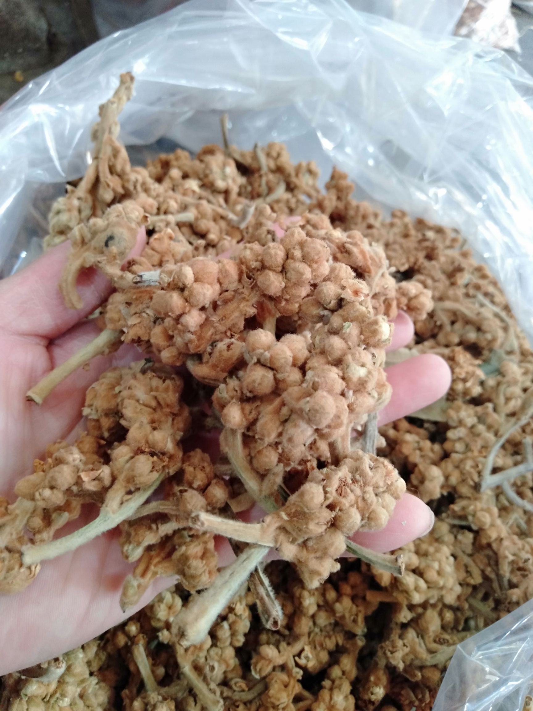 枇杷花茶 農(nóng)家枇杷花，干，顏色好香味好，量大優(yōu)惠