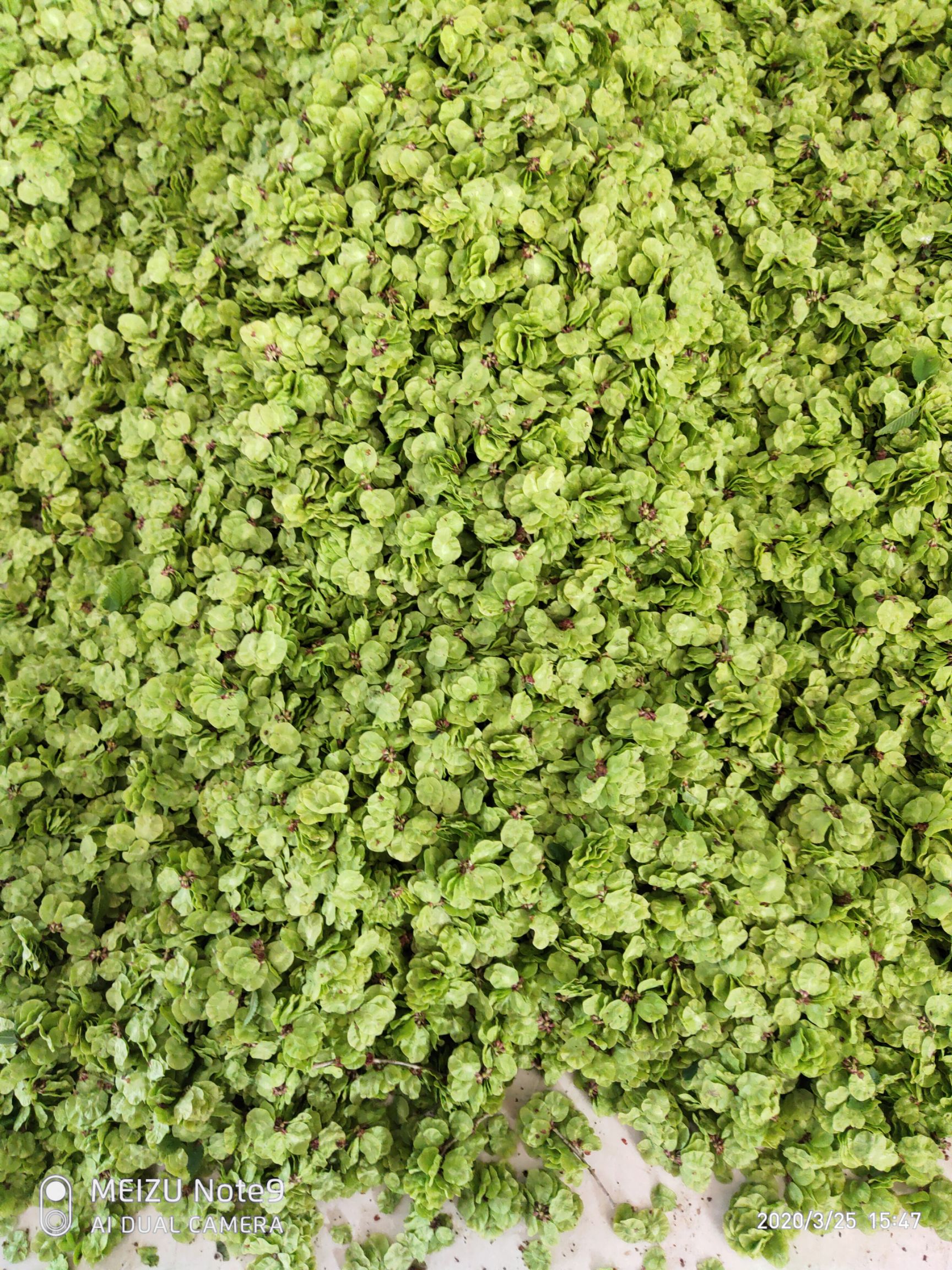 榆钱儿  新鲜当天采摘当天发货当季野菜