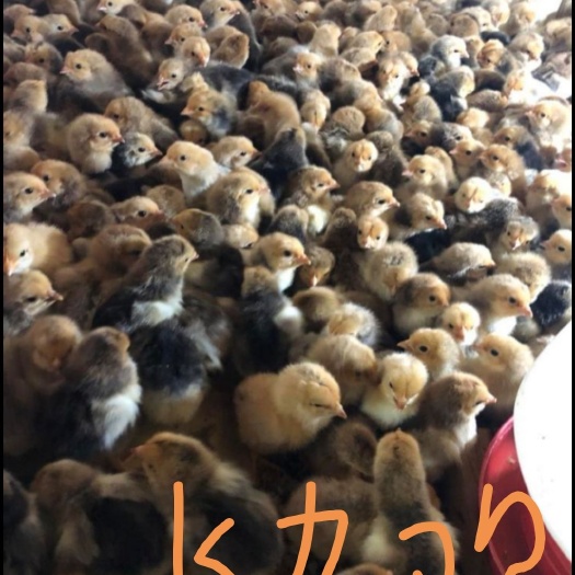 南宁k9肉鸡苗882 统货