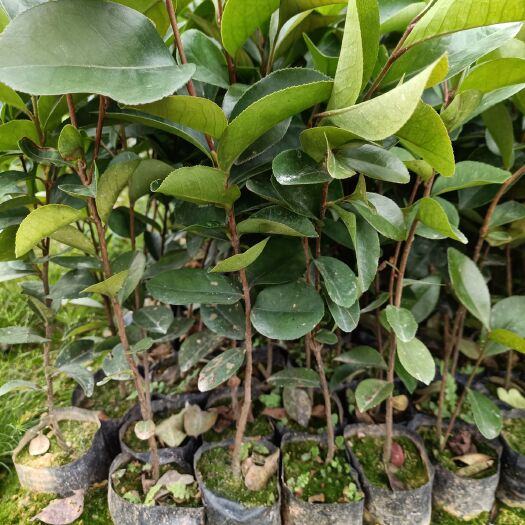 广州 山油茶，基地直供油茶苗，