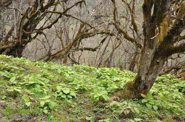 平武县 天然高山野菜（鹿耳韭）营养价值，绿色，健康，无公害。