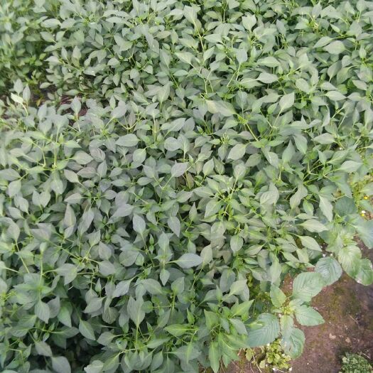 醴陵市川椒苗 8～10片真叶