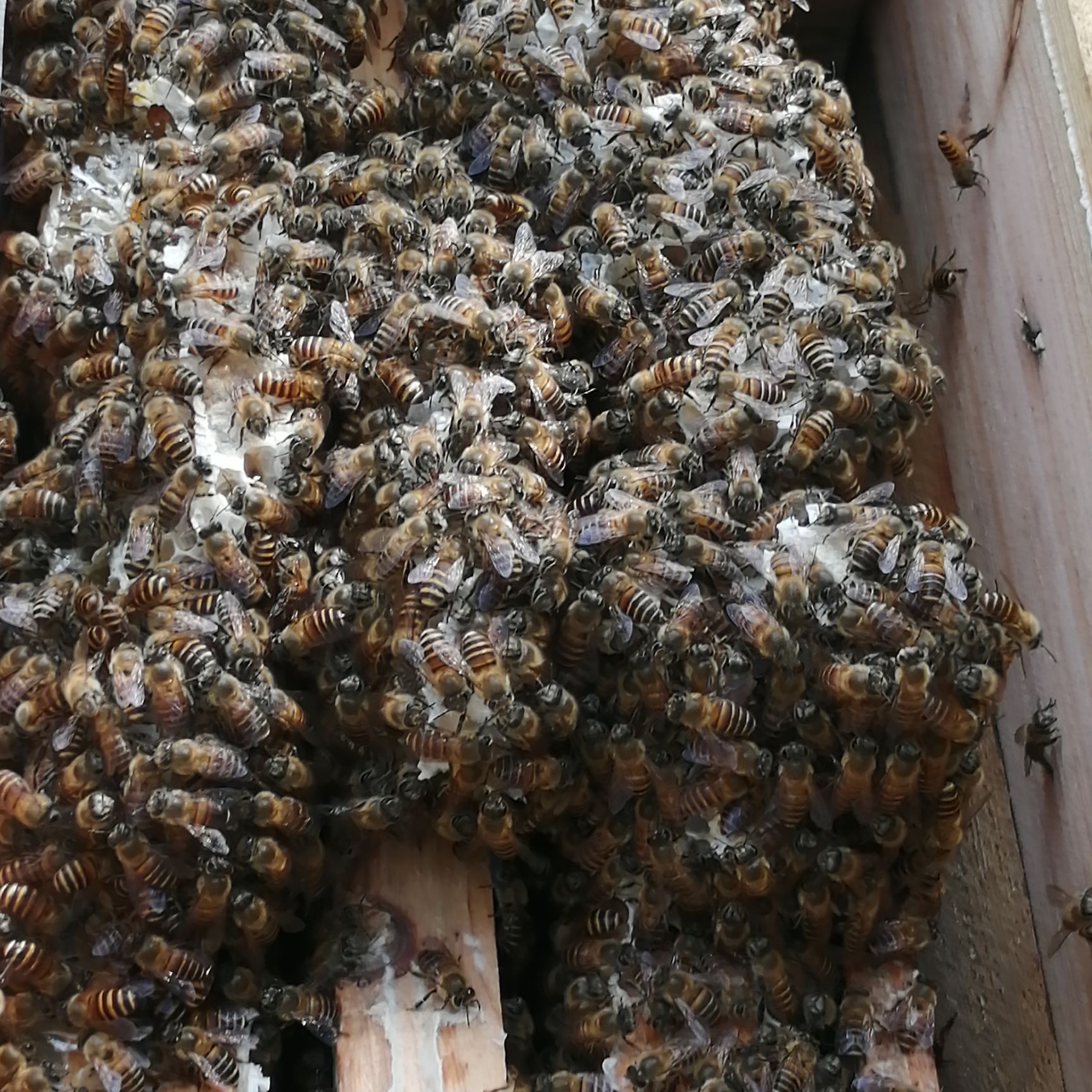 中华蜜蜂 大量中蜂蜂群带箱带王带子脾出售