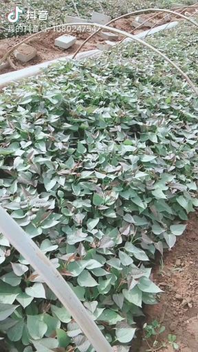 禹州市商薯19红薯苗  禹州小孟脱毒红薯苗繁育基地开始预订2021年红薯苗
