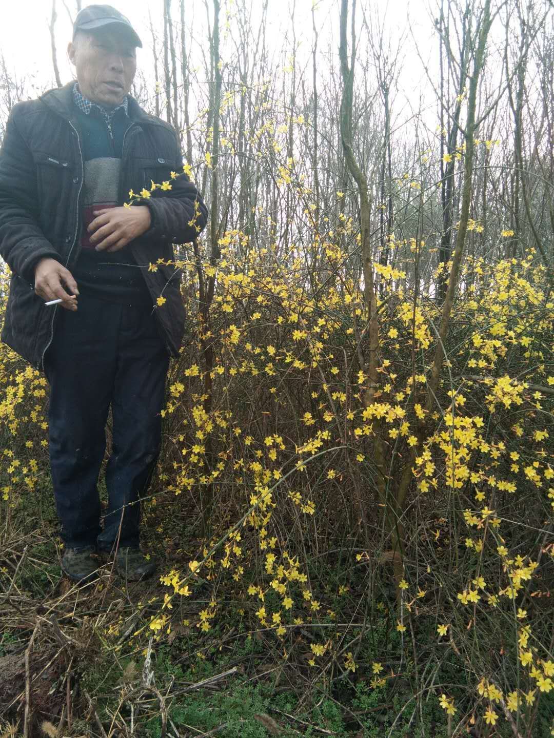 普通迎春花 迎春