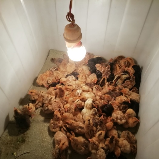 如东县 鸡苗出售